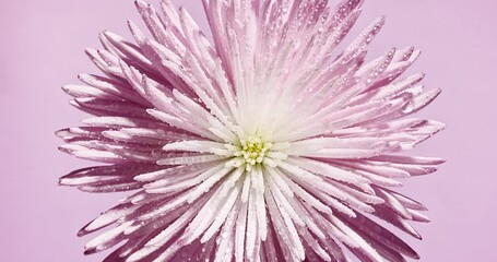 Canvas Print - Pink chrysanthemum