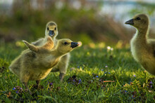 Two Baby Goose In Grass