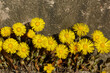 A group of coltsfoot flowers (Tussilago farfara). Yellow flowers of tussilago farfara
