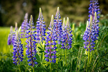 Fresh Lupine Blooming In Spring. Tall Lush Purple Lupine Flowers, Summer Meadow. Blooming Lupins In The Foreground. Meadows In Bavaria Germany.