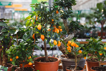 Wall Mural - citrus dwarf trees mandarin and kumquat in garden center on shelves.