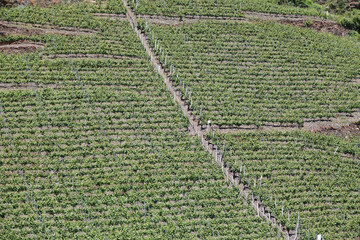 Poster - Weinberg an der Mosel