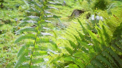 Sticker - Close up of fern leaf in the forest.