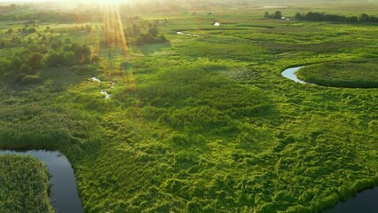 Wall Mural - The twisted river meanders through the swamp from a bird's eye view. Filmed UHD in 4k video.