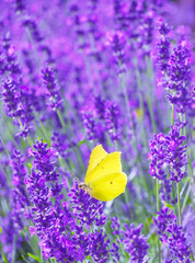 Wall Mural - Yellow butterfly on purple Lavender flowers