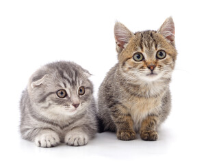 Canvas Print - Two little kittens.