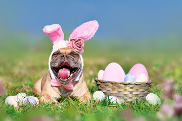 Wall Mural - Funny Easter French Bulldog dog with rabbit costume ears next to easter eggs