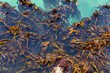 Sea kelp in clear turquoise water of the coast of South Africa