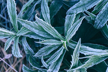 Aufkleber - Close up beautiful surface of frozen plant background winter-autumn .