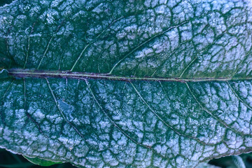 Aufkleber - Close up beautiful surface of frozen plant background winter-autumn .