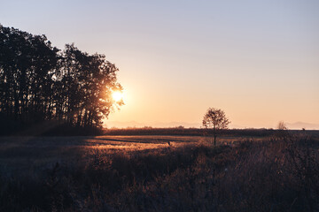 Aufkleber - Yellow sunrise in morning forest nature view