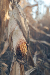 Aufkleber - Dry corn field, dry corn stalks, end of season. Background autumn