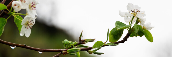 close up of blossom pear tree