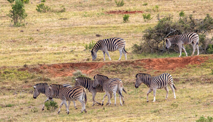 Wall Mural - Plains Zebra, Addo Elephant National Park