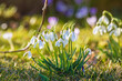 Schneeglöckchen - Frühling - Blumen - Frühjahr - Allgäu