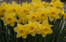 A Group Of Flowering Daffodils With Yellow Blossoms