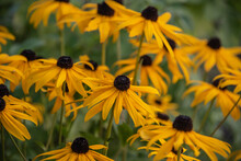 The Yellow Blossoms Of Blackeyed Susans In A Garden