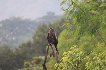 an indian black kite looking sideways, perched on a dry tree branch among green trees around.