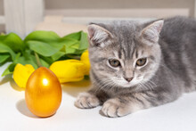 Gray Striped Kitten Lying On The Table Next To Yellow Tulips And A Golden Easter Egg, Selective Focus, Close-up