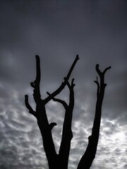 Wall Mural - Silhouette of a tree against a gray cloudy sky. Conceptual landscape