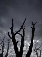 Wall Mural - Silhouette of a trees against a gray cloudy sky. Conceptual 3d landscape