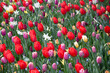 Tulipany2