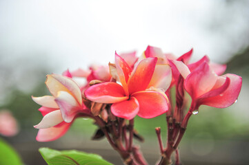 Wall Mural - plumeria close up in selective focus point