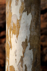 Eucalyptus Tree Trunk Texture