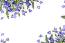 Bouquet Of Blue Flowers Speedwell ( Veronica Chamaedrys, The Germander Speedwell, Or Cat's Eyes ) On White Background With Space For Text. Top View, Flat Lay