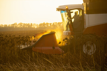 Sticker - Combine harvester harvesting ripe sunflower at sunset