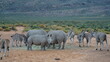 Wilde Tiere der Savanne - Nashorn, Zebra, Kudu