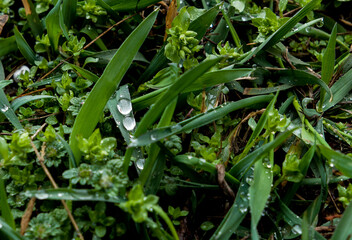 rain drops on green spring grass