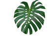 © louisnina - Beautiful pattern Monstera Big Leaf botanic freshness plant on isolate background