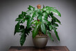 Philodendron Golden Dragon plant bushy in isolated grey background
