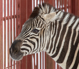 Sticker - Zebra in the zoo behind a metal fence.