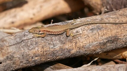 Wall Mural - A small lizard basks in the sun on a warm spring day. The reptile moves along a tree branch. The life of reptiles in natural conditions.