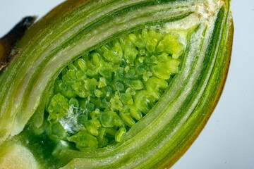 Wall Mural - A cut of a flower bud on a spring tree. View in a microscope
