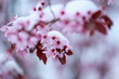 Schneebedeckte Blutpflaumenblüten (Prunus spec.) - später Kälteeinbruch, sog. Märzwinter, April 2022, Baden-Württemb. | Prunus flower with snow, late frost