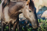 Fototapeta Konie - young beautiful chilean thoroughbred horse, standing in the field. Educational farm