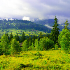 Wall Mural - picturesque mountain valley covered with forest and fog in background.