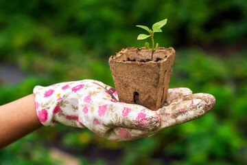 Wall Mural - Close up of gardener hands holding seedling.