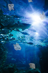 garbage bag in ocean full of plastic trash to illustrate marine pollution problem. At least 8 million tons of plastic end up in oceans every year.