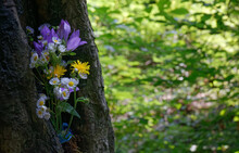 Bunch Of Flowers In The Hollow Of A Tree Trunk In The Woods