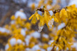 Nahaufnahme von gelben Forsythieblüten, welche mit schnee und Eis bedeckt sind.