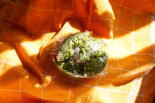 Peas On Transparent Plastic Pack. Green Leucaena Leucocephala Seed. Leucaena Leucocephala (jumbay, River Tamarind, Subabul, White Popinac, White Leadtree, Mimosa Leucophala, Mimosa Glauca Koenig) 