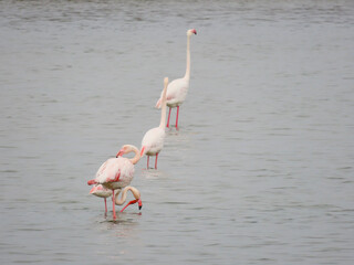 Sticker - Flamands roses proche de Palavas les flots, Occitanie