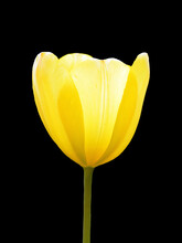 Beautiful Yellow Tulip Isolated On Black Background