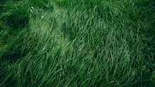 Close-up Side View Of A Green Lush Lawn Background. Dense Grass Scene. Maintenance And Fertilization Of The Garden. Video Footage Hd. Healthy Plant Cover. Natural Wallpaper. Freshness. Summer Season