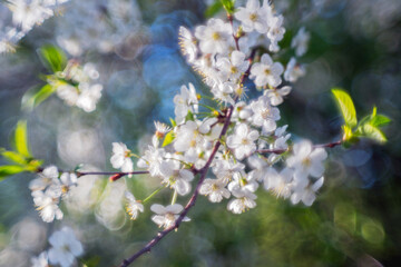 Wall Mural - a blooming cherry branch photographed with a special lens giving a magnificent bokeh