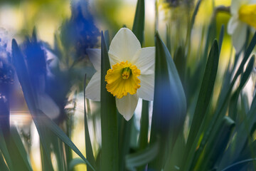 Wall Mural - spring flowering of daffodils on the background of the setting sun